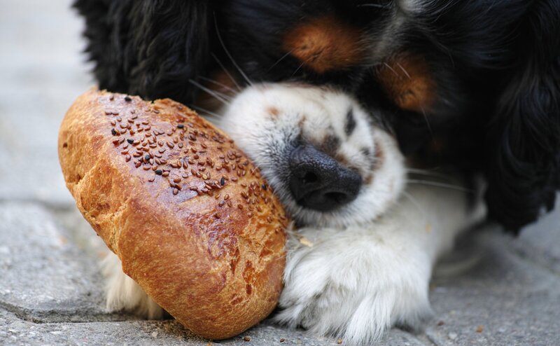 A black, white, and brown coated puppy is eating a fresh roll.