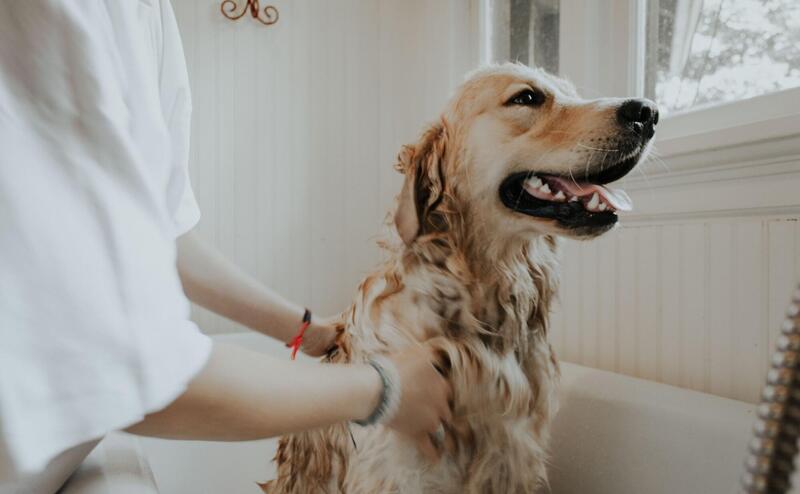 Adult golden retriever taking a bath.