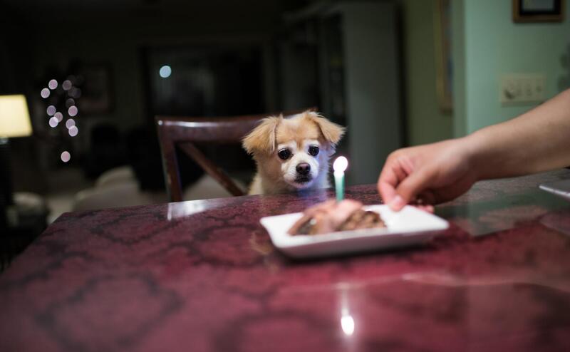 A little dog looking at a small dish, with a candle on it. It looks like a birthday cake.